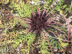 Dolomiaea macrocephala