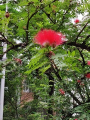 Calliandra haematocephala