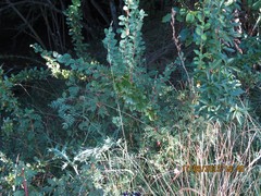Vicia tenuifolia