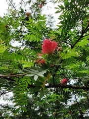 Calliandra haematocephala