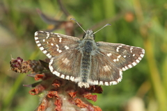 Pyrgus carlinae