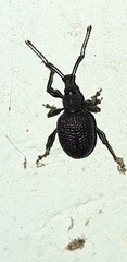 Otiorhynchus armatus