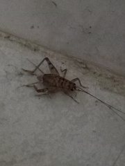 Gryllomorpha dalmatina