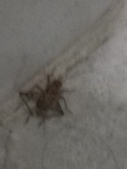 Gryllomorpha dalmatina