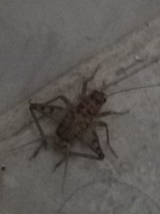 Gryllomorpha dalmatina