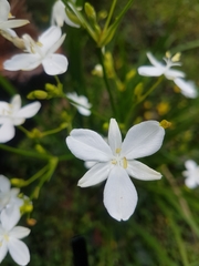 Libertia paniculata