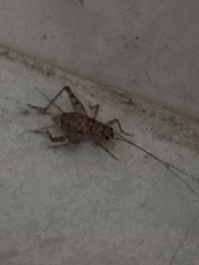 Gryllomorpha dalmatina