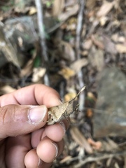 Desmoptera truncatipennis