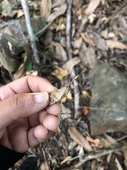 Desmoptera truncatipennis