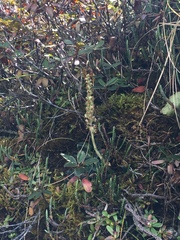 Goodyera fusca