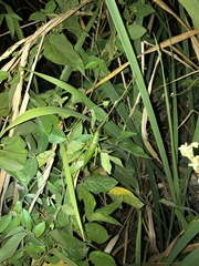 Austrosalomona destructor