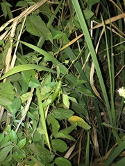 Austrosalomona destructor