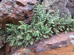 Asplenium subglandulosum