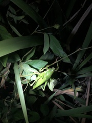 Austrosalomona destructor