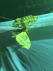 Coscinocera hercules