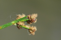 Schoenoplectus triqueter