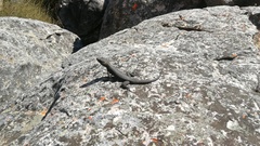 Hemicordylus capensis