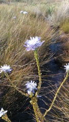 Lachnaea filamentosa