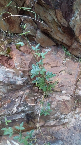 Image of Cullen australasicum by no rights reserved