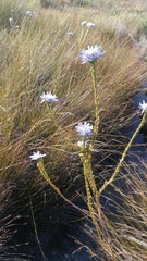 Lachnaea filamentosa