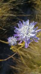 Lachnaea filamentosa