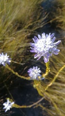 Lachnaea filamentosa