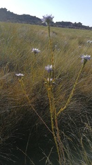 Lachnaea filamentosa