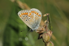 Aricia artaxerxes allous