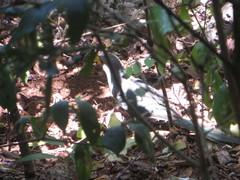 Ceuthmochares australis