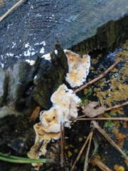 Skeletocutis amorpha