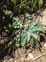 Dicranostigma lactucoides