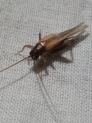 Stenonemobius gracilis