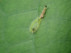 Cassida circumdata