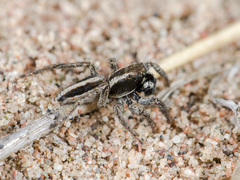 Phlegra andreevae