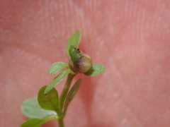 Dasineura hygrophila