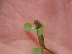 Dasineura hygrophila