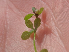 Dasineura hygrophila