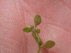 Dasineura hygrophila