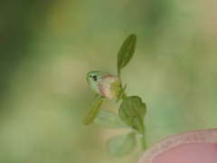 Dasineura hygrophila