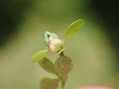 Dasineura hygrophila