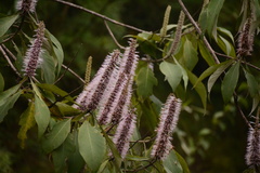 Leucosceptrum canum