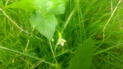 Zehneria japonica