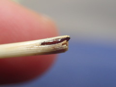 Mayetiola moliniae