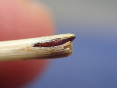 Mayetiola moliniae
