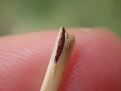 Mayetiola moliniae