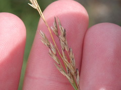 Mayetiola moliniae