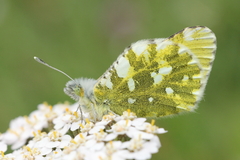 Euchloe simplonia