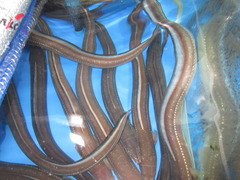 Whitespotted Conger photo 3