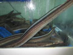 Whitespotted Conger photo 5