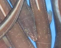 Whitespotted Conger photo 4